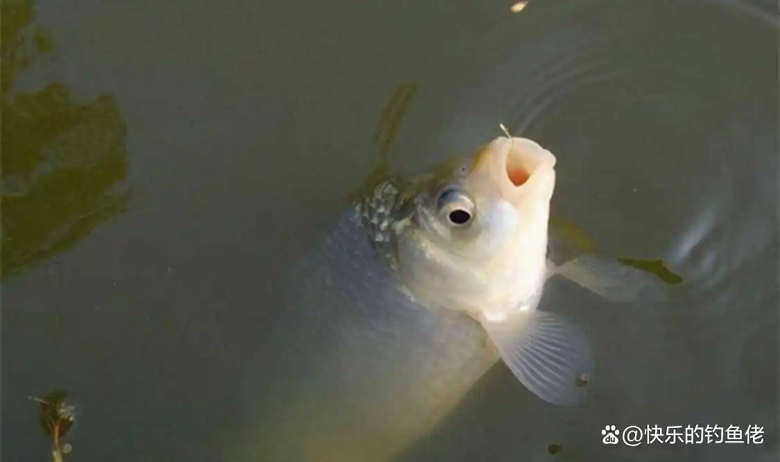 生活小技巧弯钩_钓鱼弯钩_弯钩视频教程